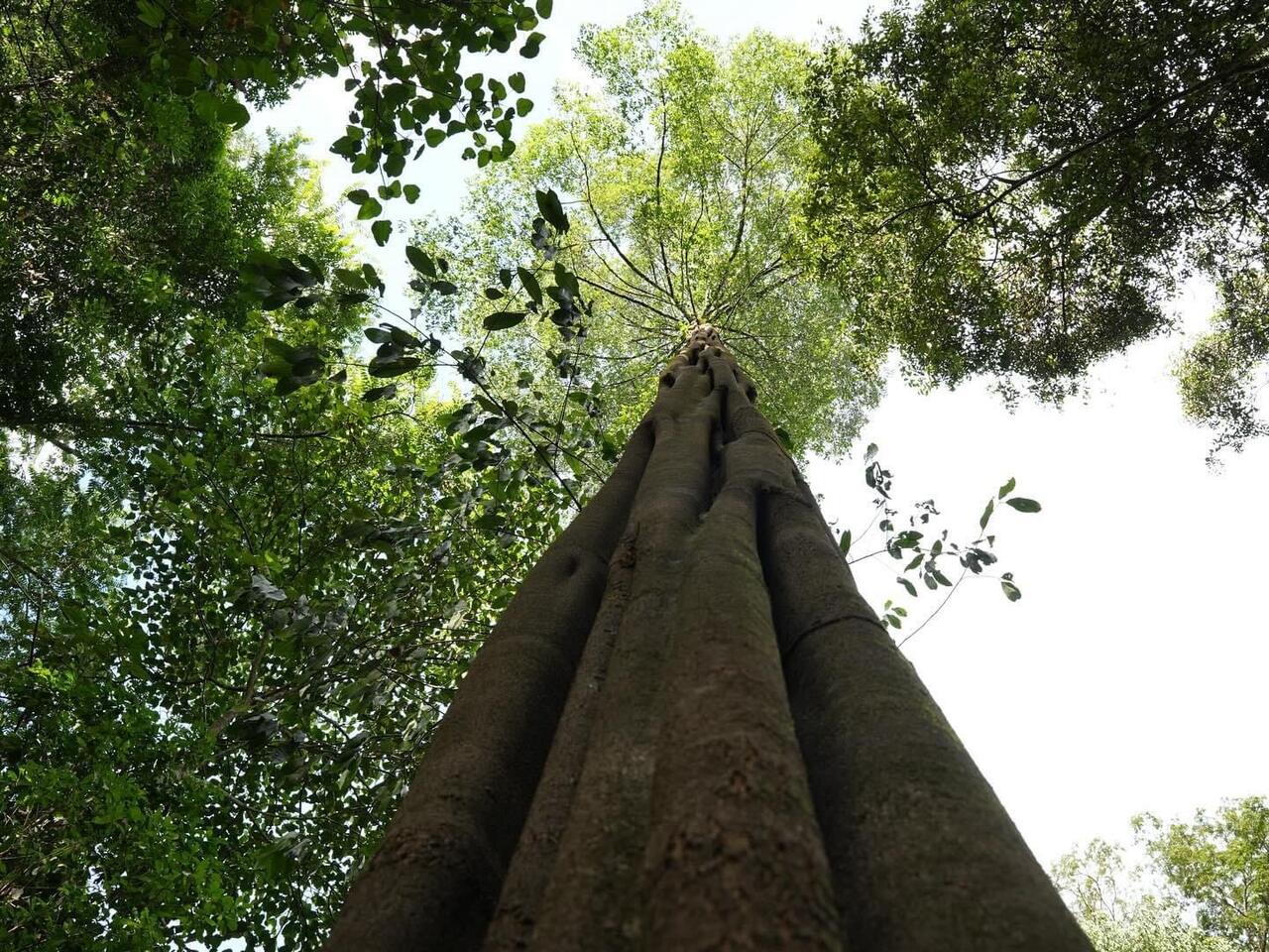 Vista hacia arriba de un alto tronco en el bosque tropical de Surinam